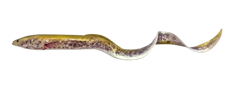 Savage Gear 3D Real Eel 40CM 147G Green Lamprey